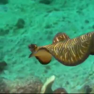 WEEK 53 OF FLAT WORM FRIDAY!!!!!!