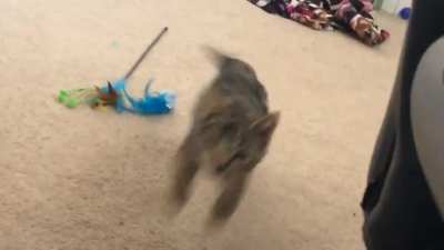 OnE EyEd LiON AtTAcKs iNnoCeNt cAmErAMaN