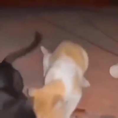Catnapped