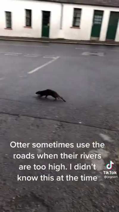 Little otter