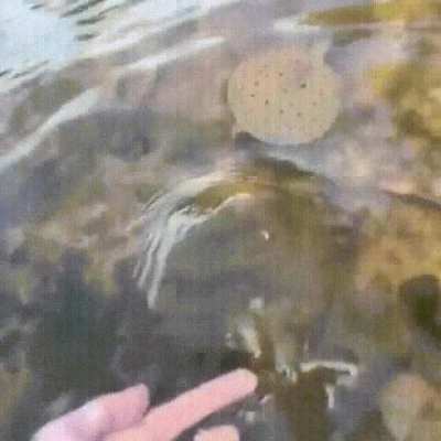 On land, the average speed of a softshell turtle is around 3 miles/hour, however, while swimming, a softshell turtle can hit speeds up to 15 miles/hour. A softshell turtle's finely tapered "flying saucer-shaped" shell is designed to allow it to slice thro