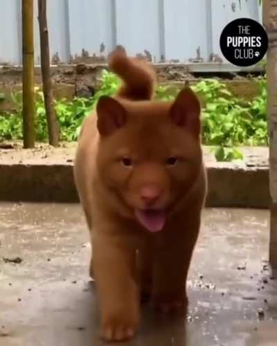 Vietnamese Hmong Dog. They are often used by the Vietnamese police as sniffing and detection dogs who patrol the country&rsquo;s borders.
