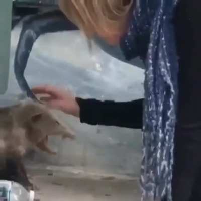 She's so drunk she's petting a opossum