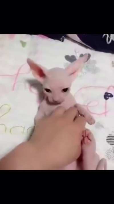 Bingusposting