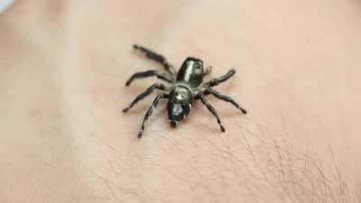 Curious jumping spider.
