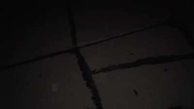 Spider Gives Birth