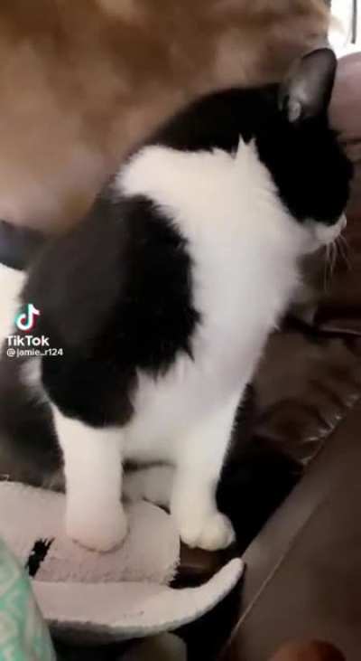 Petty hooman