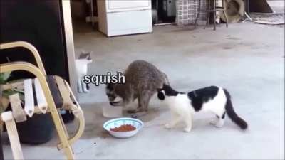 Sneaky raccoon