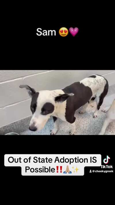 🆘 3/26 Urgent Now‼️💗 Meet Sam A651612– a Sweet, Loyal 2 y/o Staffy girl who is friendly w/ people & other dogs! Co-kenneled w/ Kat. Urgently seeking loving forever home! 🫶🏼 612 Canino Rd. Houston, TX (Adoptable Out of State)