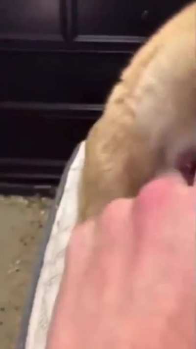 Meow?