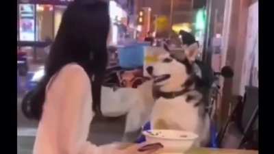 Dog