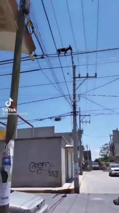 Ey Chihuahua