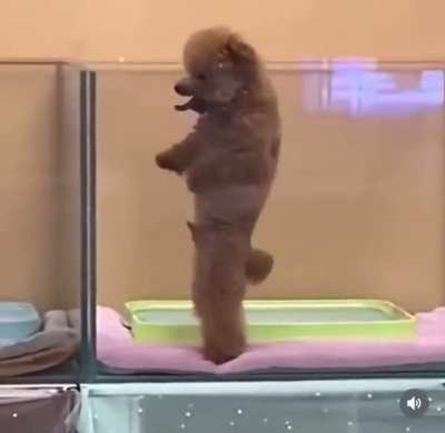 I&rsquo;d rather dance than bark with you.