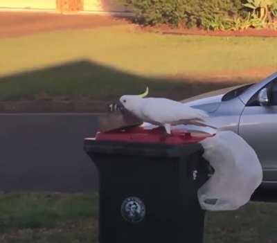 "Nice try... but your puny brick will not stop me human"