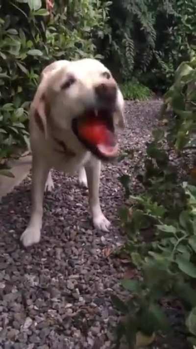 He likes tomatoes😍
