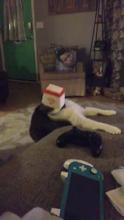 I&rsquo;ve been laughing at this video for hours