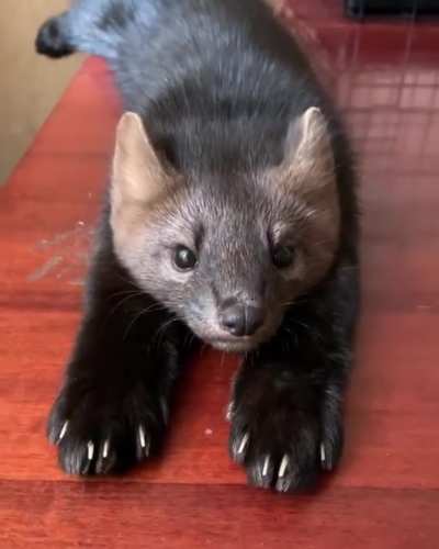 Murder Mittens. &amp;gt;:)