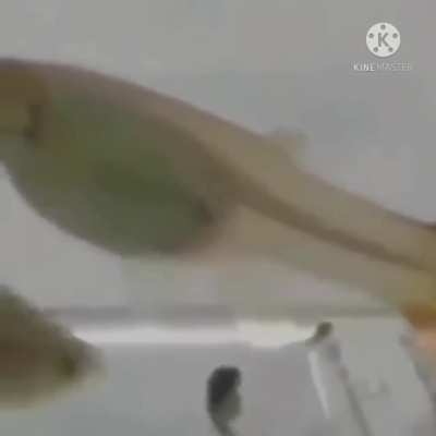 Bruh
