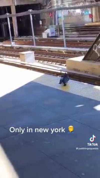 NYC Pigeons commit premeditated homicide