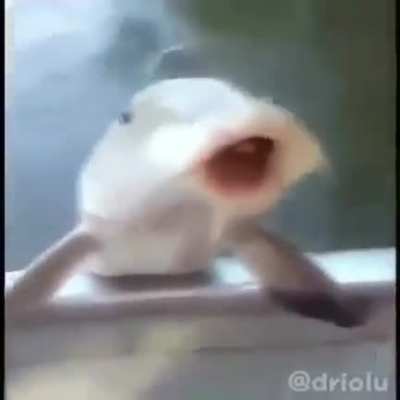 B O N K!