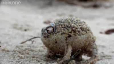 A Very Angry Pekora