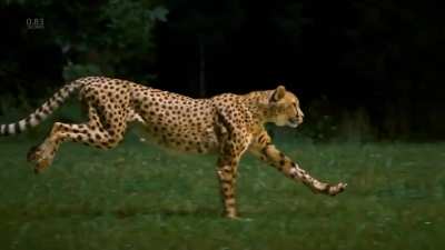 🔥 Incredible slow motion footage of a cheetah running at over 60mph (96km/h), captured at 1200fps by cinematographer Greg Wilson.