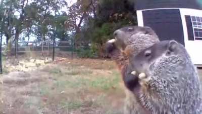 Groundhog steals farmer's crop and eats it in front of his security camera