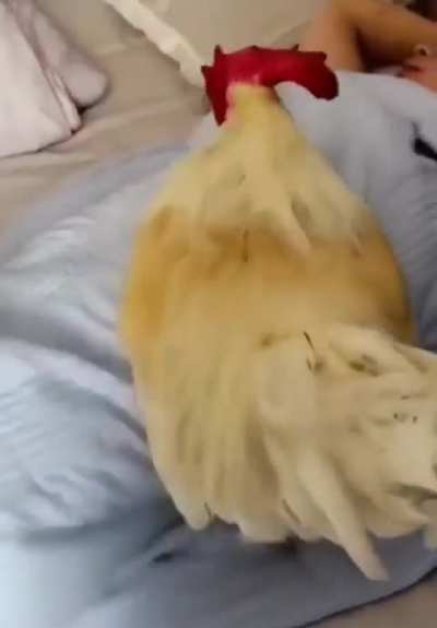 Alarm wunk