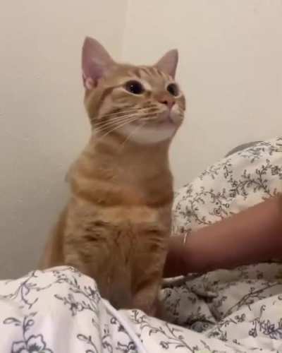That's a boy cat