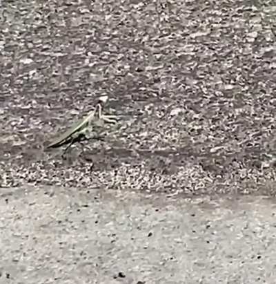 There are angry critters and then there's the praying mantis...
