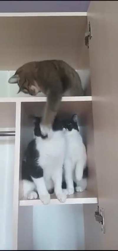 "It wasn't me I swear!"