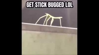 Just a normal meme nothing odd here
