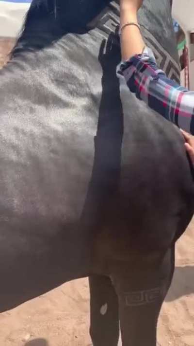 Versace Horse