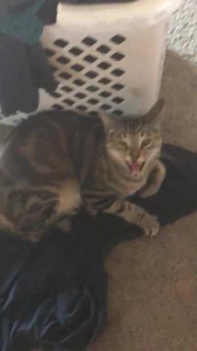 Smh my cat is so loud sometimes 😡