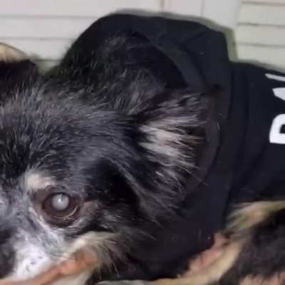 Nice dog