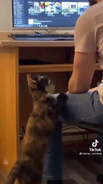 Cat.
