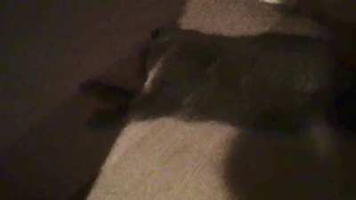 Perfectly cut meow