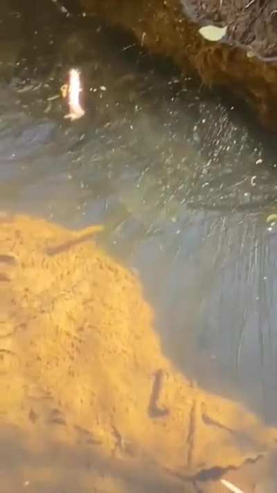 A huge lobster found in a pond