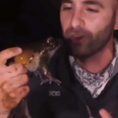 smart frog