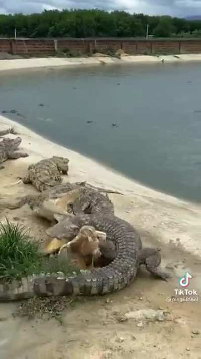 The duck thought crocodiles are his friends.