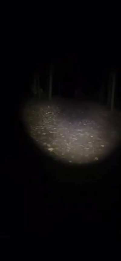 Last night i was in the middle of this forest at midnight, i freaked out when i heard those screams i was so scared cause this place is known for witchcraft and alot of other stuff, those voices were like surrounding me.