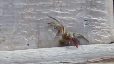 Spider paralyzed by spider wasp
