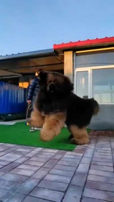 el perro llamado satanas queriendo hacer amigos pero le tienen miedo por su tama&ntilde;o, no muerde