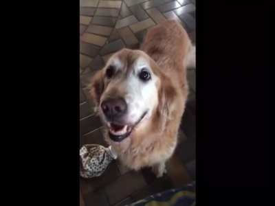 Dog Reacts to His Cancer Test Results