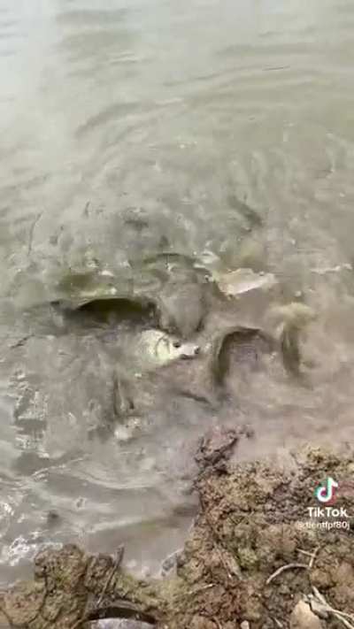 fish exploit