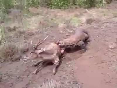 Deer screams while Komodo Dragon eats it alive
