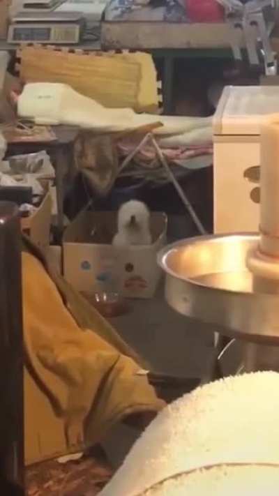 This dog can get it