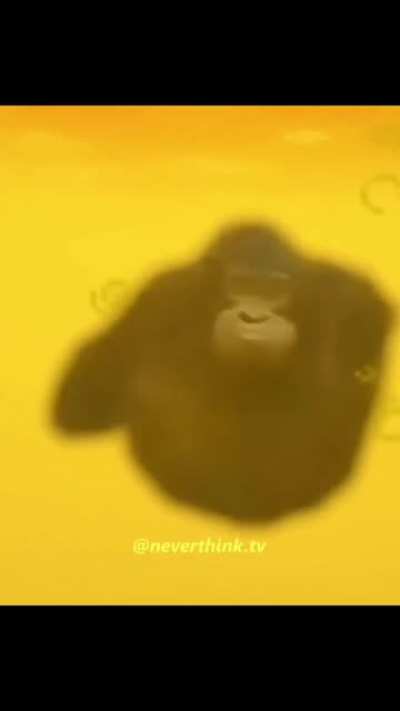 glu glu glu