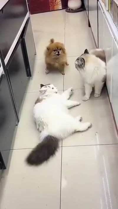 Puppy REALLY doesn't appreciate the cat fight and puts a stop to it ❤️