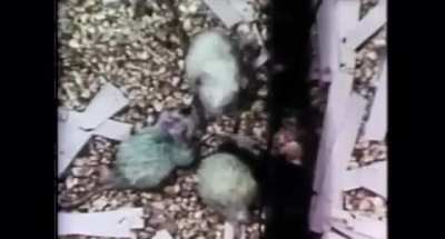 An excess of material well-being is detrimental to society. Which stage of the Mouse Utopia do you think we&rsquo;re in?